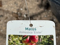 Appelboom elstar - malus domestica 'elstar' - hoogte ca. 240 cm - afbeelding 4 van  4