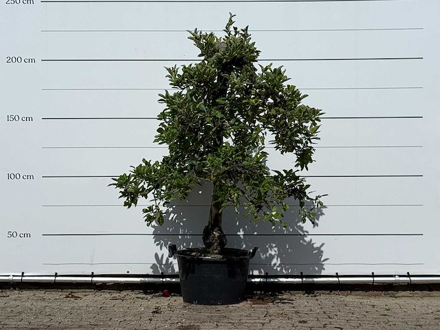 Appelboom elstar - malus domestica 'elstar' - hoogte ca. 240 cm - afbeelding 1 van  4