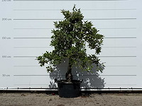 Appelboom elstar - malus domestica 'elstar' - hoogte ca. 240 cm - afbeelding 1 van  4