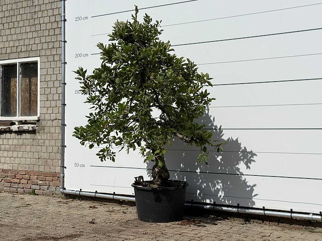 Appelboom elstar - malus domestica 'elstar' - hoogte ca. 240 cm - afbeelding 2 van  4