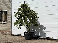 Appelboom elstar - malus domestica 'elstar' - hoogte ca. 240 cm - afbeelding 2 van  4