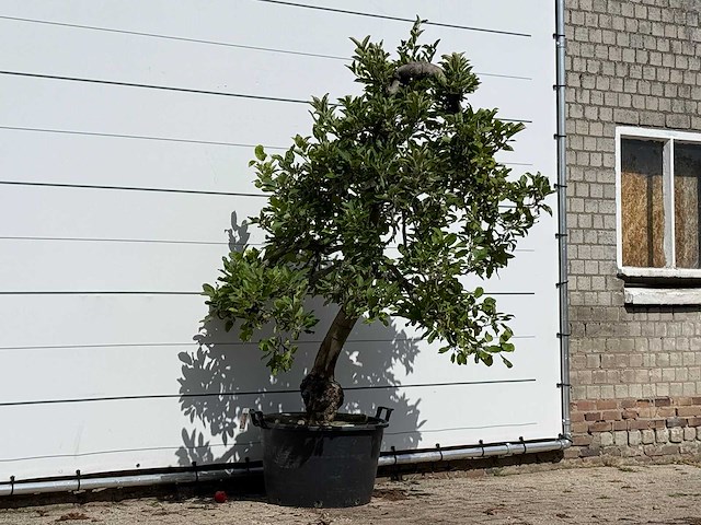 Appelboom elstar - malus domestica 'elstar' - hoogte ca. 240 cm - afbeelding 3 van  4