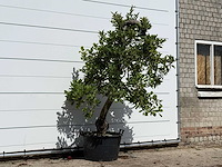 Appelboom elstar - malus domestica 'elstar' - hoogte ca. 240 cm - afbeelding 3 van  4
