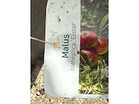 Appelboom elstar - malus domestica 'elstar' - hoogte ca. 240 cm - afbeelding 4 van  4