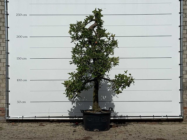 Appelboom elstar - malus domestica 'elstar' - hoogte ca. 250 cm - afbeelding 1 van  4