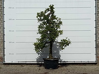 Appelboom elstar - malus domestica 'elstar' - hoogte ca. 250 cm - afbeelding 1 van  4