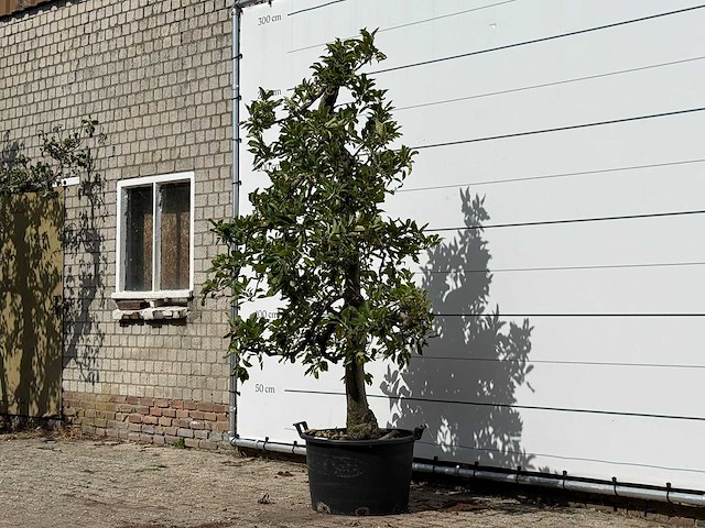 Appelboom elstar - malus domestica 'elstar' - hoogte ca. 250 cm - afbeelding 2 van  4