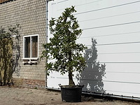 Appelboom elstar - malus domestica 'elstar' - hoogte ca. 250 cm - afbeelding 2 van  4
