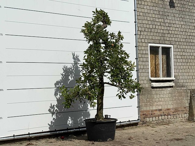 Appelboom elstar - malus domestica 'elstar' - hoogte ca. 250 cm - afbeelding 3 van  4