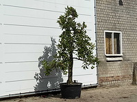 Appelboom elstar - malus domestica 'elstar' - hoogte ca. 250 cm - afbeelding 3 van  4
