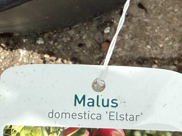 Appelboom elstar - malus domestica 'elstar' - hoogte ca. 250 cm - afbeelding 4 van  4