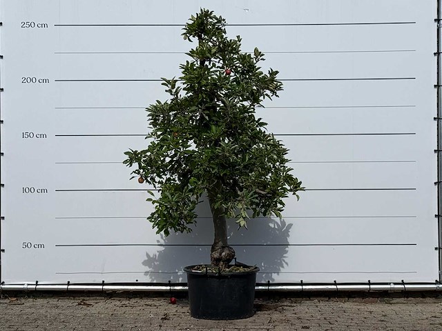 Appelboom elstar - malus domestica 'elstar' - hoogte ca. 250 cm - afbeelding 1 van  4