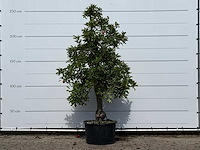 Appelboom elstar - malus domestica 'elstar' - hoogte ca. 250 cm - afbeelding 1 van  4