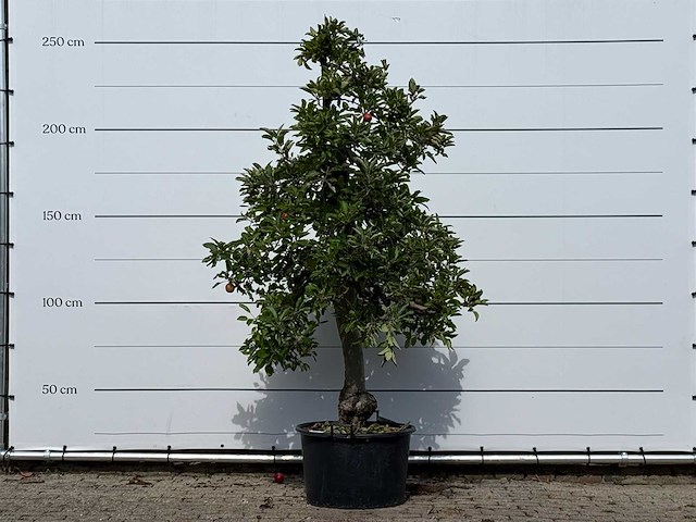 Appelboom elstar - malus domestica 'elstar' - hoogte ca. 250 cm - afbeelding 2 van  4