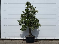 Appelboom elstar - malus domestica 'elstar' - hoogte ca. 250 cm - afbeelding 2 van  4