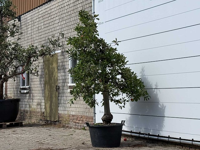 Appelboom elstar - malus domestica 'elstar' - hoogte ca. 250 cm - afbeelding 3 van  4