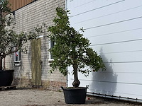 Appelboom elstar - malus domestica 'elstar' - hoogte ca. 250 cm - afbeelding 3 van  4