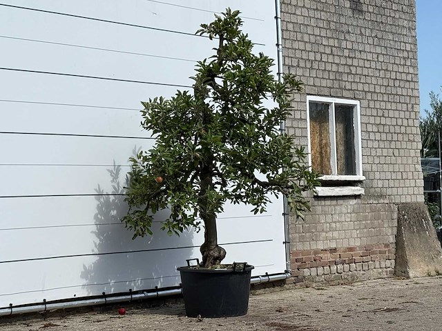 Appelboom elstar - malus domestica 'elstar' - hoogte ca. 250 cm - afbeelding 4 van  4