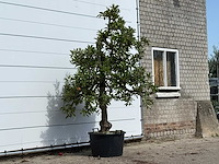 Appelboom elstar - malus domestica 'elstar' - hoogte ca. 250 cm - afbeelding 4 van  4