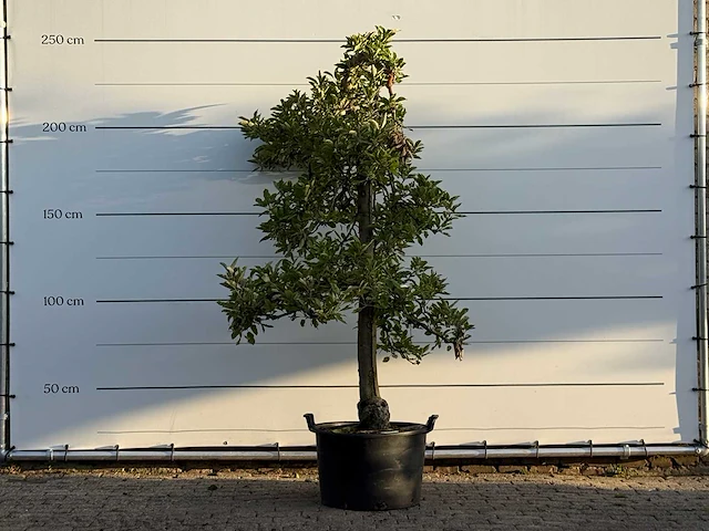 Appelboom elstar - malus domestica 'elstar' - hoogte ca. 250 cm - afbeelding 1 van  4