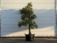 Appelboom elstar - malus domestica 'elstar' - hoogte ca. 250 cm