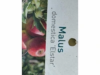 Appelboom elstar - malus domestica 'elstar' - hoogte ca. 250 cm - afbeelding 2 van  4