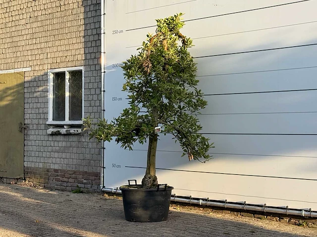 Appelboom elstar - malus domestica 'elstar' - hoogte ca. 250 cm - afbeelding 3 van  4