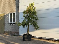 Appelboom elstar - malus domestica 'elstar' - hoogte ca. 250 cm - afbeelding 3 van  4