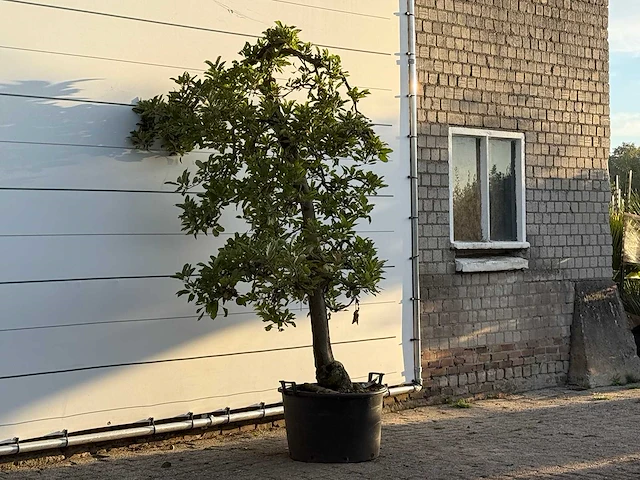 Appelboom elstar - malus domestica 'elstar' - hoogte ca. 250 cm - afbeelding 4 van  4