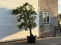 Appelboom elstar - malus domestica 'elstar' - hoogte ca. 250 cm - afbeelding 4 van  4