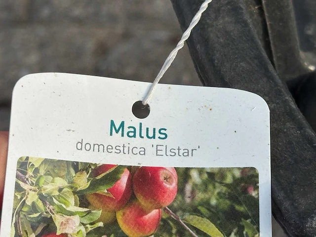 Appelboom elstar - malus domestica 'elstar' - hoogte ca. 250 cm - afbeelding 2 van  4