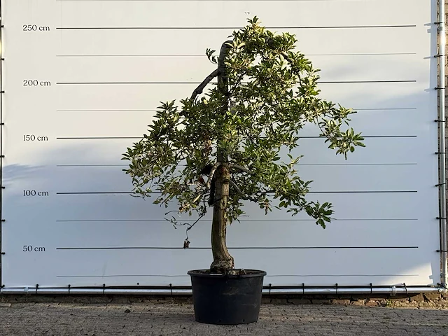 Appelboom elstar - malus domestica 'elstar' - hoogte ca. 250 cm - afbeelding 1 van  4