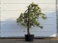 Appelboom elstar - malus domestica 'elstar' - hoogte ca. 250 cm