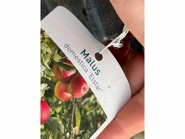 Appelboom elstar - malus domestica 'elstar' - hoogte ca. 250 cm - afbeelding 2 van  4