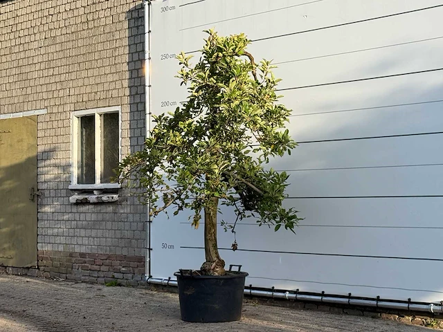 Appelboom elstar - malus domestica 'elstar' - hoogte ca. 250 cm - afbeelding 3 van  4