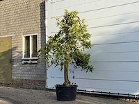 Appelboom elstar - malus domestica 'elstar' - hoogte ca. 250 cm - afbeelding 3 van  4
