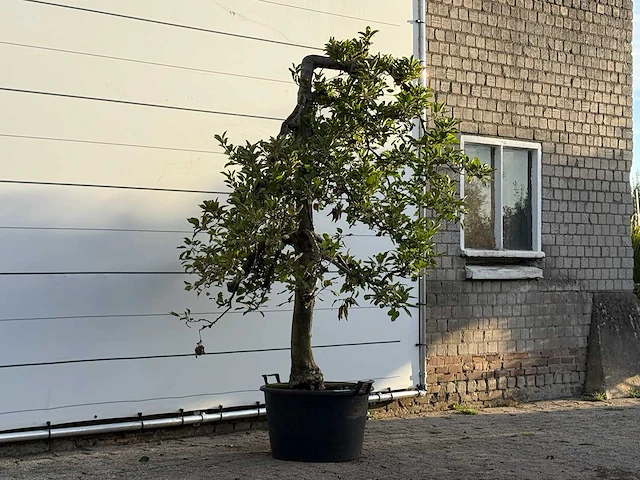 Appelboom elstar - malus domestica 'elstar' - hoogte ca. 250 cm - afbeelding 4 van  4