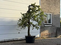 Appelboom elstar - malus domestica 'elstar' - hoogte ca. 250 cm - afbeelding 4 van  4