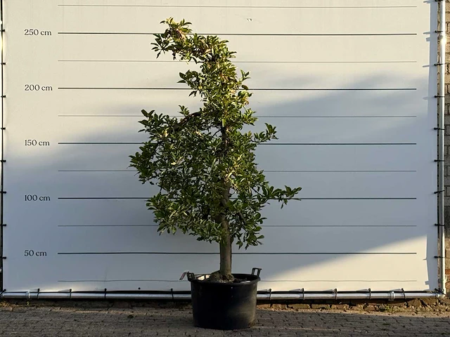 Appelboom elstar - malus domestica 'elstar' - hoogte ca. 250 cm - afbeelding 1 van  4