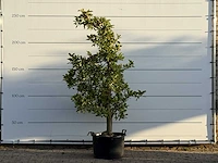 Appelboom elstar - malus domestica 'elstar' - hoogte ca. 250 cm
