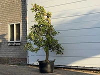 Appelboom elstar - malus domestica 'elstar' - hoogte ca. 250 cm - afbeelding 2 van  4