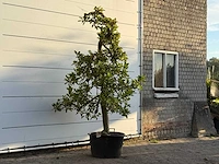 Appelboom elstar - malus domestica 'elstar' - hoogte ca. 250 cm - afbeelding 3 van  4