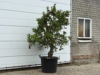 Appelboom elstar xl - malus domestica 'elstar' - hoogte ca. 230 cm - afbeelding 4 van  4