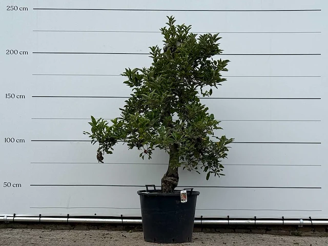Appelboom elstar xl - malus domestica 'elstar' - hoogte ca. 240 cm - afbeelding 1 van  4