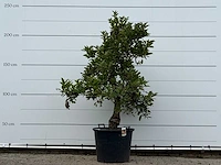 Appelboom elstar xl - malus domestica 'elstar' - hoogte ca. 240 cm