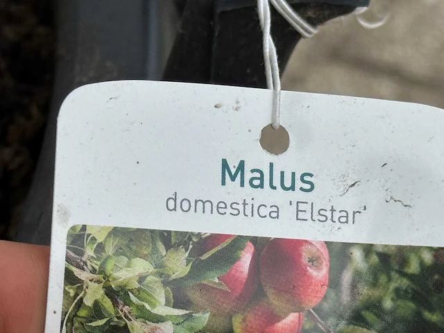 Appelboom elstar xl - malus domestica 'elstar' - hoogte ca. 240 cm - afbeelding 2 van  4