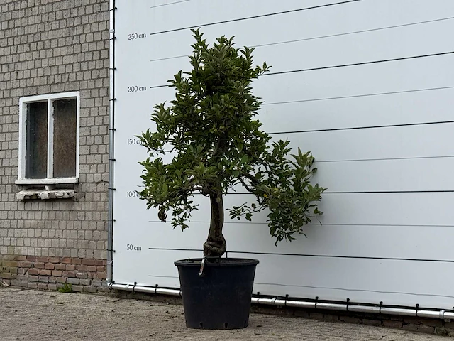 Appelboom elstar xl - malus domestica 'elstar' - hoogte ca. 240 cm - afbeelding 3 van  4