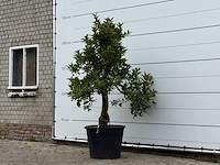 Appelboom elstar xl - malus domestica 'elstar' - hoogte ca. 240 cm - afbeelding 3 van  4