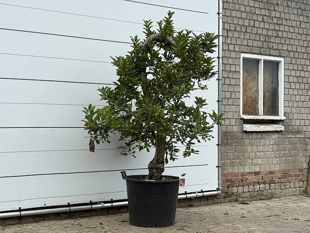 Appelboom elstar xl - malus domestica 'elstar' - hoogte ca. 240 cm - afbeelding 4 van  4