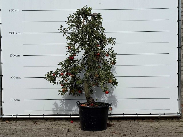 Appelboom elstar xl - malus domestica 'elstar' - hoogte ca. 250 cm - afbeelding 1 van  3